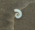 Spirula spirula seashell Royalty Free Stock Photo