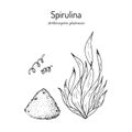 Spirulina arthrospira platensis , edible and medicinal seaweed