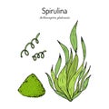 Spirulina arthrospira platensis , edible and medicinal seaweed Royalty Free Stock Photo