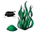 Spirulina seaweed powder hand drawn vector. Isolated Spirulina algae and powder