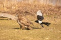 Spiteful magpie disturbing a buzzard Royalty Free Stock Photo