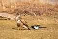 Spiteful magpie disturbing a buzzard Royalty Free Stock Photo