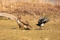 Spiteful magpie disturbing a buzzard Royalty Free Stock Photo