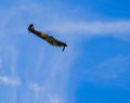 Spitfire in dive Royalty Free Stock Photo