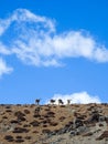 Spiti, Himachal Pradesh, India - April 1st, 2021 : The Bharal Pseudois nayaur, also called the Helan Shan Blue Sheep, Chinese