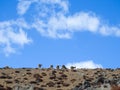 Spiti, Himachal Pradesh, India - April 1st, 2021 : The Bharal Pseudois nayaur, also called the Helan Shan Blue Sheep, Chinese