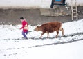 Cow and Woman - Langza Village, Spiti Valley, Himachal Pradesh