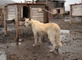 Spitsbergen: Alaskan Husky/Husky Farm