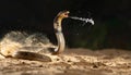 Spitting Cobra Unleashes Venomous Spray in a Dynamic Attack Royalty Free Stock Photo