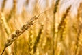 A spitting golden ear of wheat Royalty Free Stock Photo