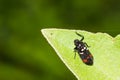 Spittle bug Royalty Free Stock Photo