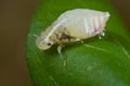 A spittle bug/ frog hopper nymph with foam Royalty Free Stock Photo