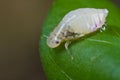 A spittle bug/froghopper nymph on green leaf