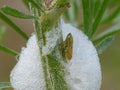 Spittle Bug In Its Foam On A Stem 1