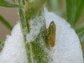Spittle Bug In Its Foam On A Stem 2