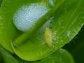 Spittle Bug on Leaf Royalty Free Stock Photo