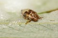 Spittle bug nymph emerging from its protective bubble wrap Royalty Free Stock Photo