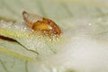 Spittle Bug nymph leaving the protection of its bubble wrap