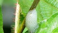 Spittle bugs hiding inside froth on branch.