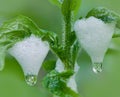 Spittlebug foam on grass Royalty Free Stock Photo