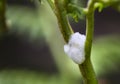 Spittlebug Foam On Plant