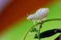 Spittlebug or Froghopper Royalty Free Stock Photo