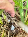 spittlebugs attacking intensive grass system beef cattle pasture, tropical climate, grassland Royalty Free Stock Photo