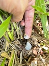 spittlebugs attacking intensive grass system beef cattle pasture, tropical climate, grassland Royalty Free Stock Photo