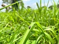 spittlebugs attacking intensive grass system beef cattle pasture, tropical climate, grassland Royalty Free Stock Photo