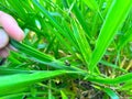 spittlebugs attacking intensive grass system beef cattle pasture, tropical climate, grassland Royalty Free Stock Photo