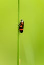 Spittlebugs Royalty Free Stock Photo