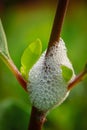 Spittlebugs on a plants selective focused Royalty Free Stock Photo