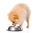 Spitz dog eating food from dish Royalty Free Stock Photo