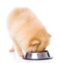 Spitz dog eating food from dish. Royalty Free Stock Photo