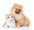 Spitz dog embraces a cat. looking at camera. Royalty Free Stock Photo