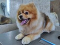 A Spitz dog on a groomer's table after a haircut. beautiful little dog