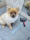 A Spitz dog on a groomer's table after a haircut. beautiful little dog