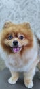 A Spitz dog on a groomer's table after a haircut. beautiful little dog