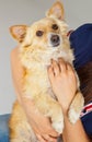 Spitz dog in her arms Royalty Free Stock Photo