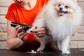 spitz dog loves to be groomed, patiently waits for the end of the procedure