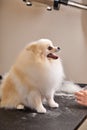 spitz dog loves to be groomed, patiently waits for the end of the procedure