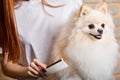 spitz dog loves to be groomed, patiently waits for the end of the procedure