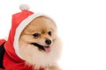 Spitz dog in santa costume at christmastime isolated on white Royalty Free Stock Photo