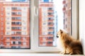 Spitz dog sitting in quarantine on the windowsill and looking out the window Royalty Free Stock Photo