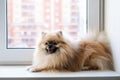 Spitz dog sitting in quarantine on the windowsill and looking out the window Royalty Free Stock Photo