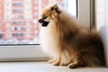 Spitz dog sitting in quarantine on the windowsill and looking out the window Royalty Free Stock Photo