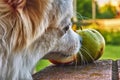 A Spitz dog stands and sniffs an apple close-up, a selective selective focus. Man\'s Best Friend Dog Royalty Free Stock Photo
