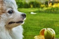 A Spitz dog stands and sniffs an apple close-up, a selective selective focus. Man\'s Best Friend Dog Royalty Free Stock Photo