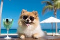 Spitz dog in sunglasses enjoying a beachside cocktail, perfect for vacation concept