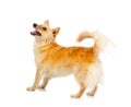 Spitz dog on white background Royalty Free Stock Photo